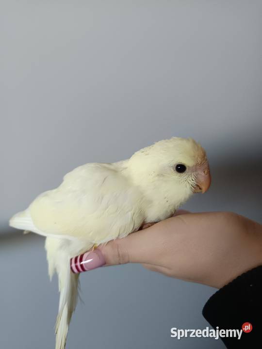 Papuga ręcznie karmiona oswojona