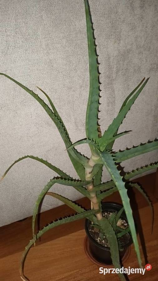 Aloes duża wieloletnia roślina wysokość 50 Warszawa