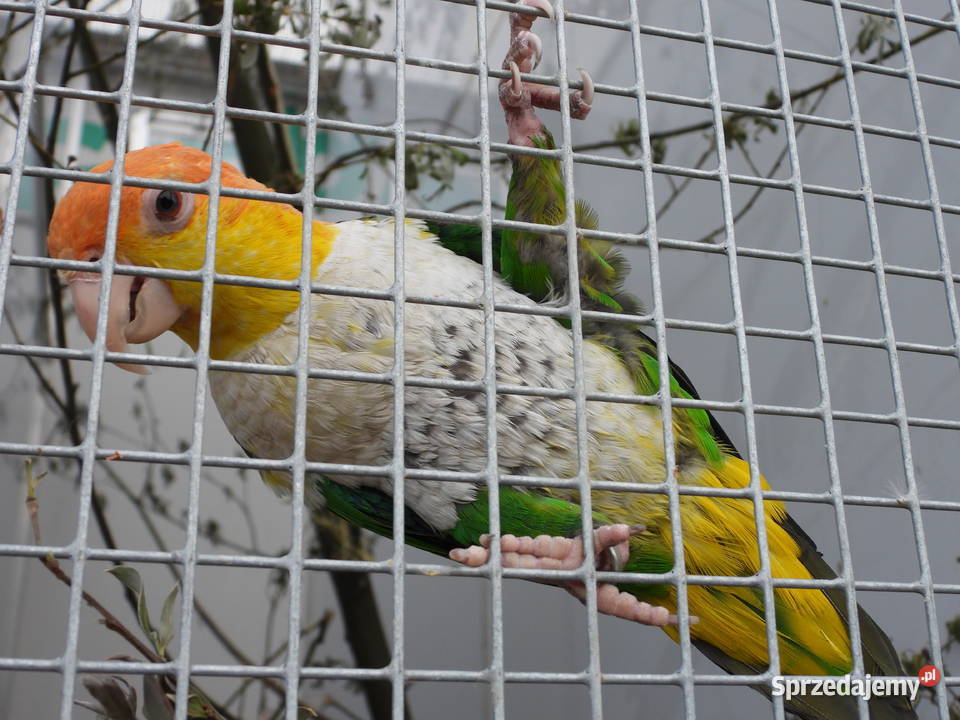 Barwinki amazonki faliste Woliery śląskie Cieszyn
