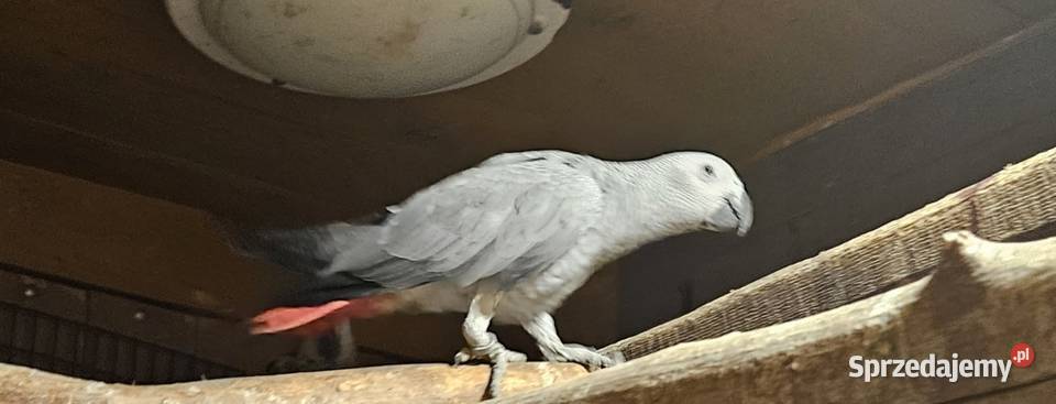 Żako kongijskie samiczka Bydgoszcz