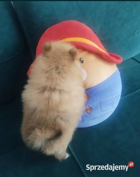 szpic miniaturowy suczka Skalbmierz