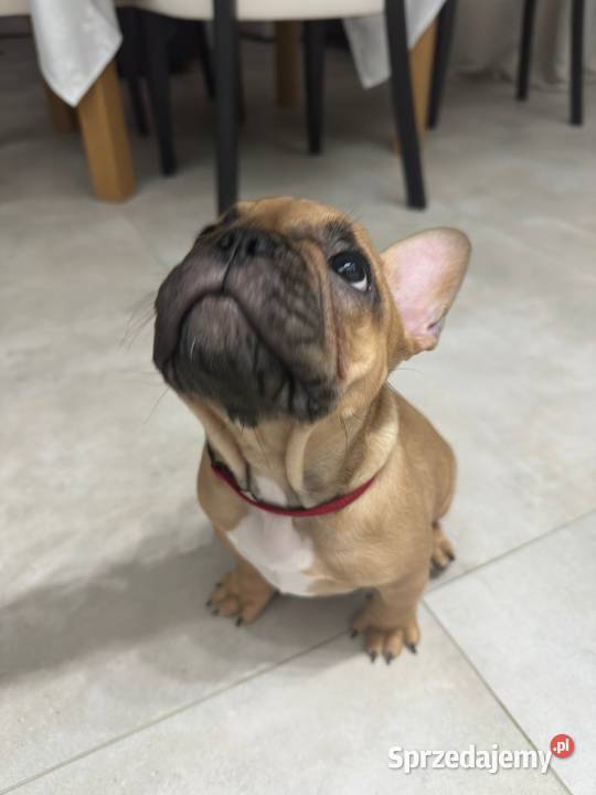 Buldog Francuski suczka BuFu Joko Kiełpino