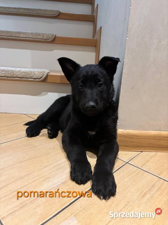 Owczarek belgijski Malinois Wójtostwo