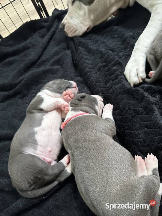Piękne szczeniaki rasy American Staffordshire Cedynia