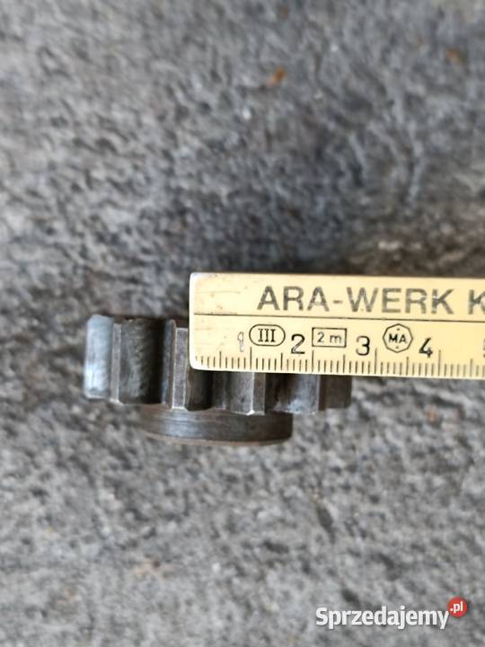 Zębatka mała Przeworno