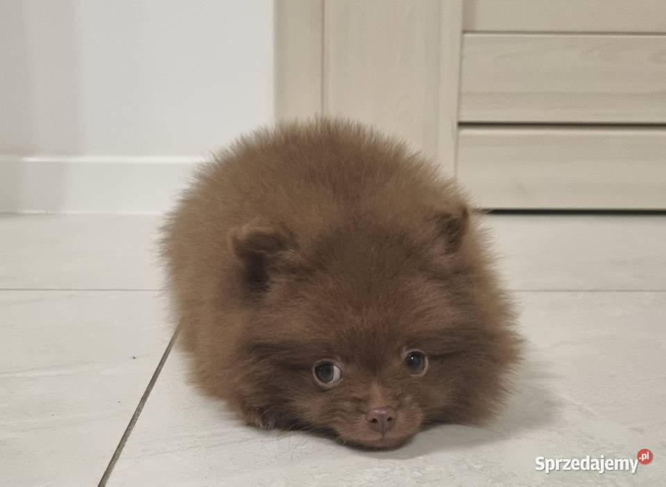 Szpic miniaturowy szczenięta Wieruszew