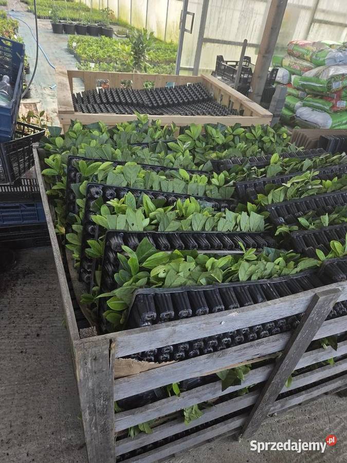 Laurowiśnia Multiplat 104 NOVITA producent Tychy sprzedam