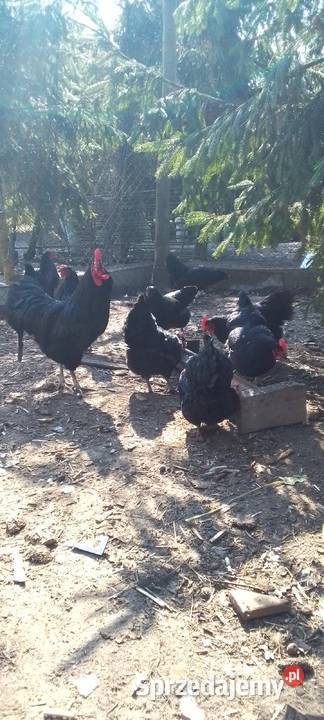 Sprzedam jaja lęgowe kur rasy austrolorp Sarnów