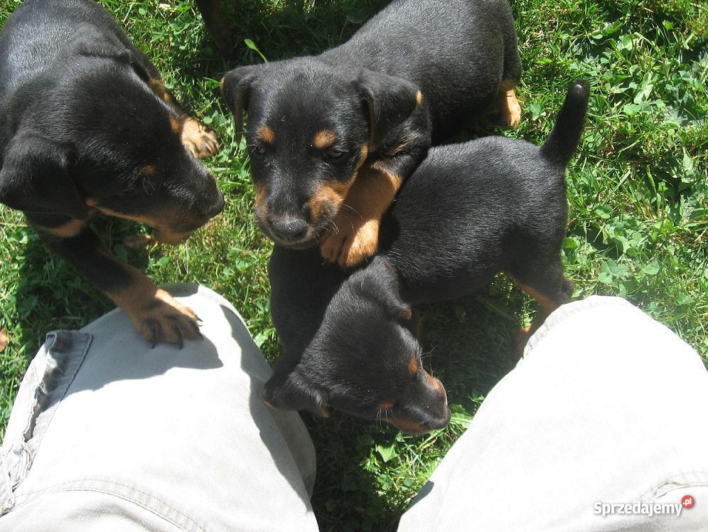Jagdterier szczenięta Zwierzęta małopolskie Stary Sącz