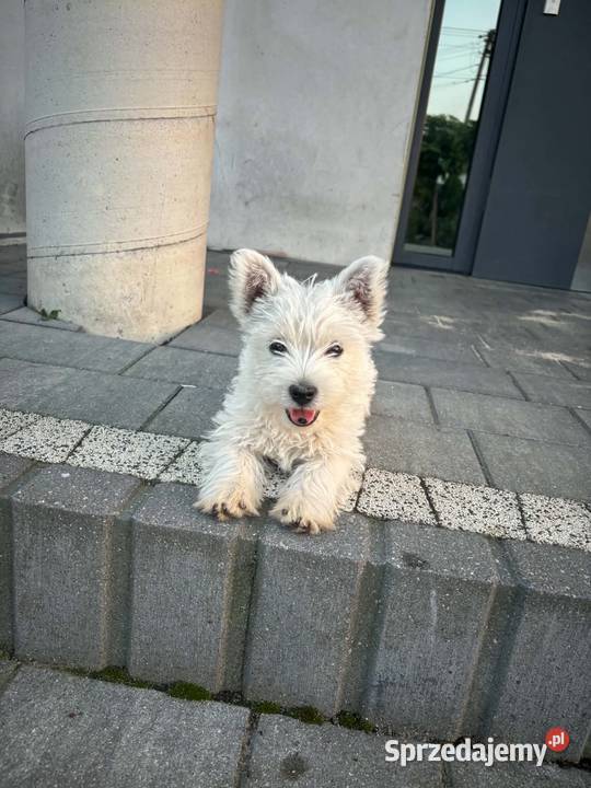West highland white terrier Konopnica