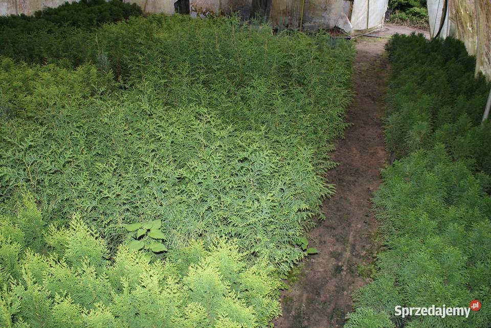 Tuja Brabant 6070 P9 Kraków Iglaste Wawrzeńczyce