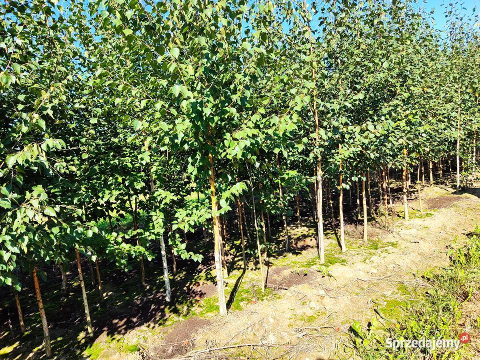 Brzozy pożyteczne Doorenbos duże sadzonki z Ustroń