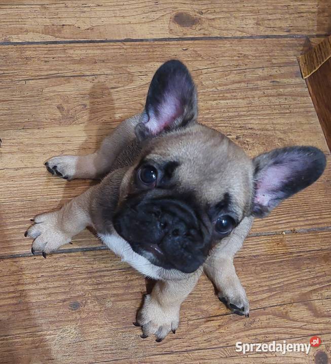 Buldog francuski piesek