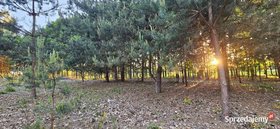 Działka bud 2900 M2 Łukawska Wola WZ ZADRZEWIONA