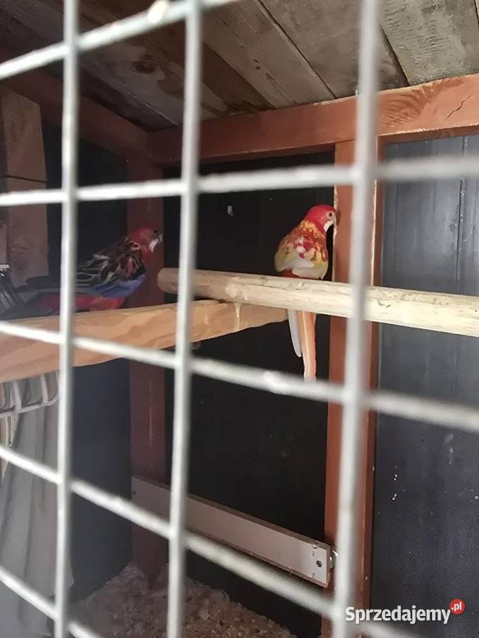 Piękne rozelle białolice Pakosław sprzedam