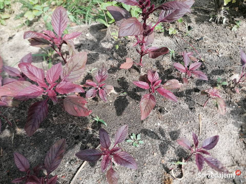 Szarłat prosty amarantusRoślina ogrodowakwiaty Łódź sprzedam