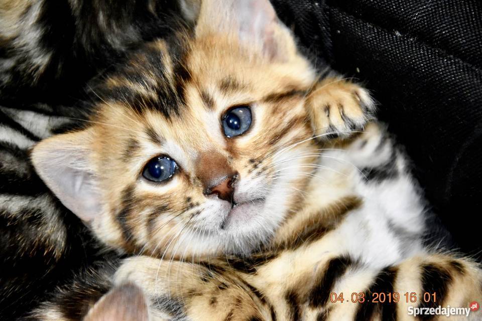 Kotka bengalska Szczecin