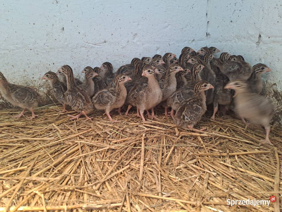 GĘSI kołudzkie białe suwalskie landes kubańskie Ptaki Radwan