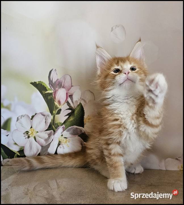 Kocurek Maine Coon Necati małopolskie Kraków