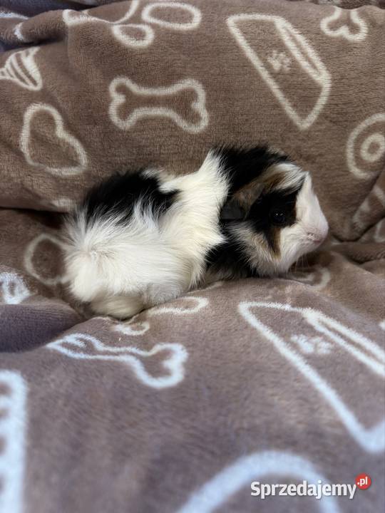 świnka morska cavia domowa SAMIEC Koszyce Wielkie