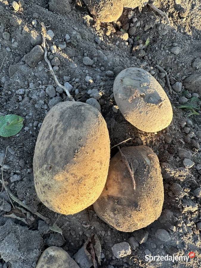 Sprzedam ziemniaki jadalne i odpadowe wielkopolskie Konin