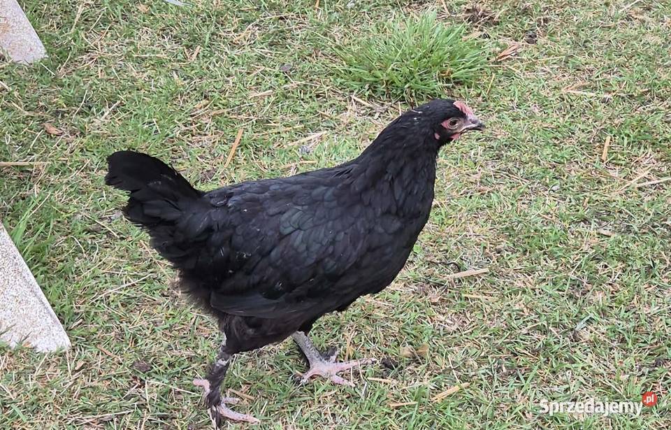 Kurczaki Marans Dark Shell