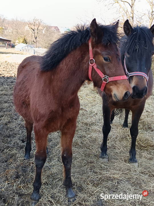 Źrebaki huculskie Tuligłowy sprzedam