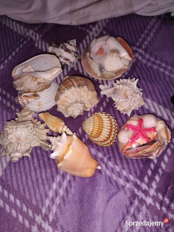 Muszle kujawsko-pomorskie Bydgoszcz