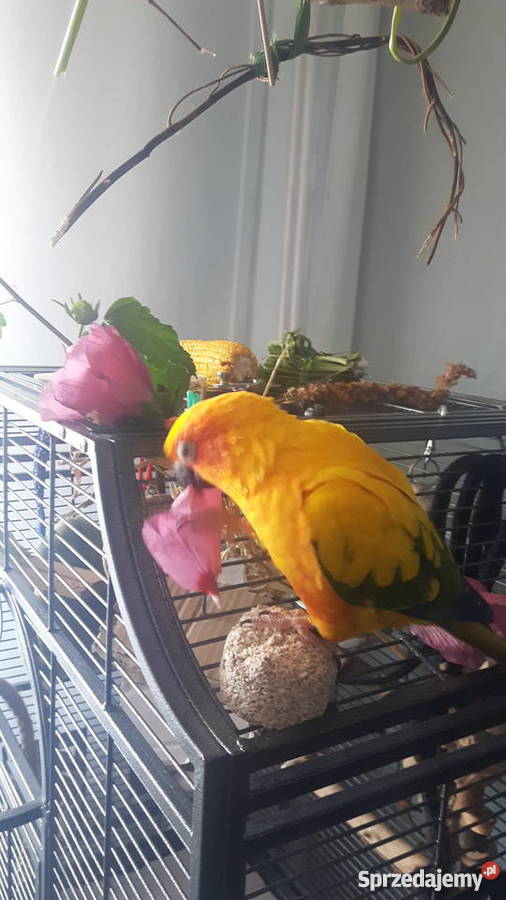 Papuga Konura słoneczna Pozostałe Tychy