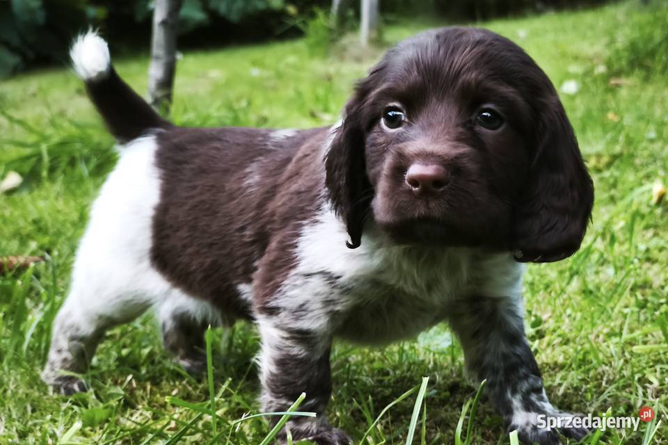 Polski Spaniel Myśliwski szczenięta Rabka-Zdrój