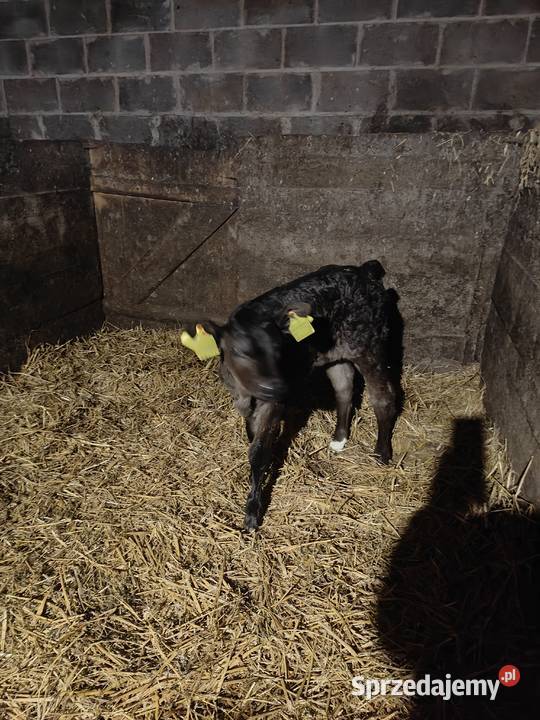 Krówka mieszaniec Nowa Karczma