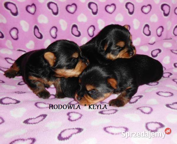 Yorkshire Terrier Śliczne Dziewczynki Maleńkich Olkusz