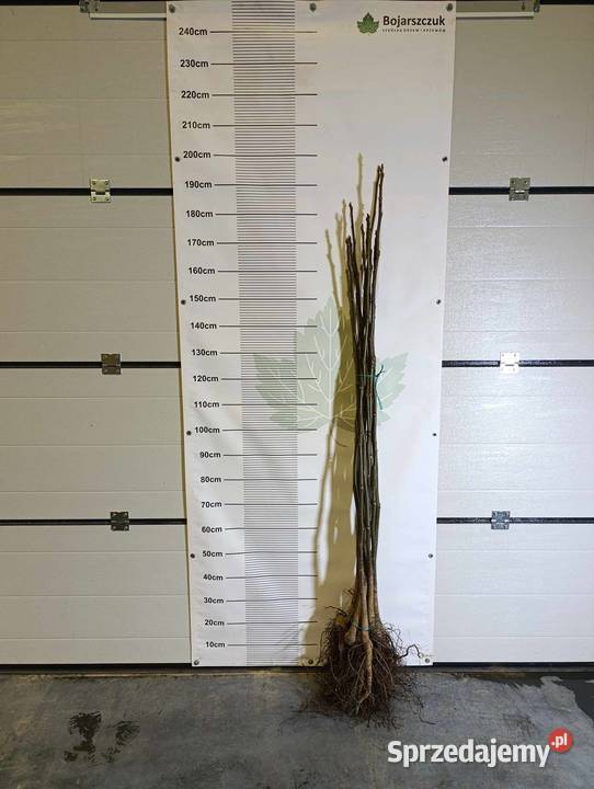 Sadzonki orzecha włoskiego JESIEŃ 2024 Końskowola sprzedam