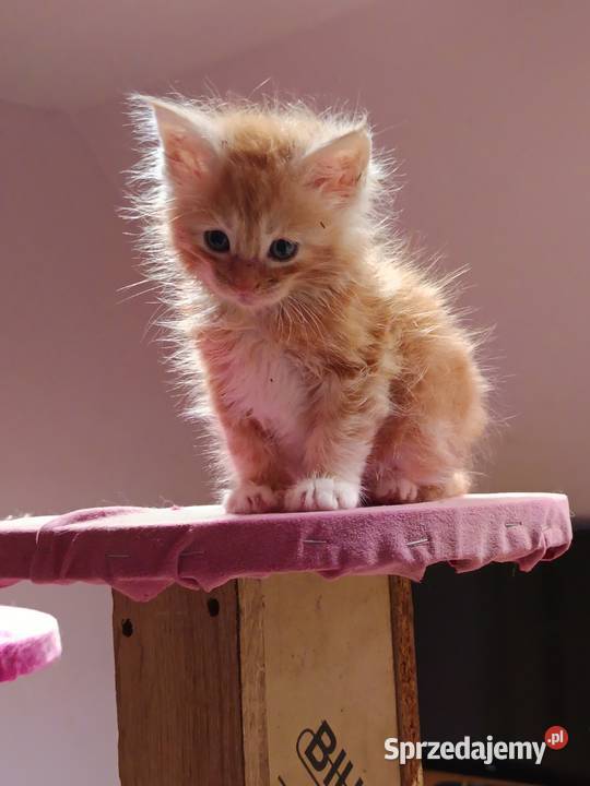 Śliczne kocięta Maine coon z rodowodem Prawęcin