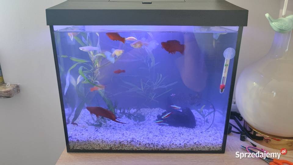Akwarium 35 litrów Warszawa