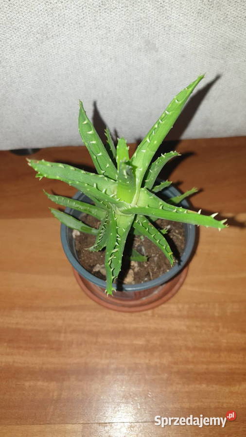 Aloes zielony wysokość 22 3 Warszawa sprzedam