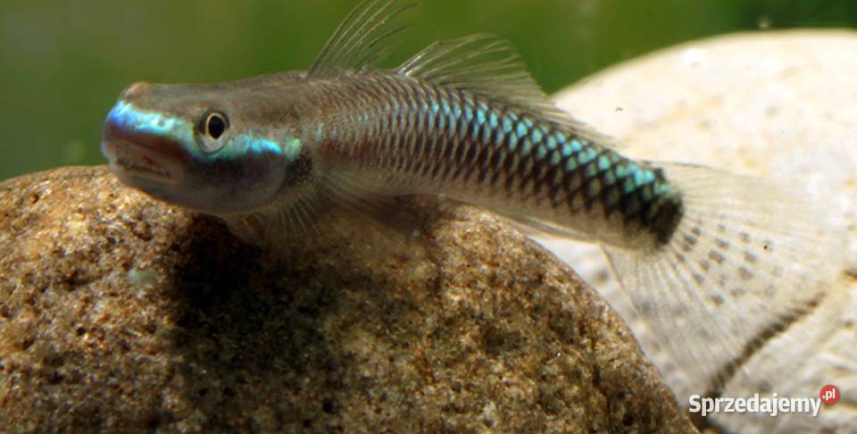 Babka semoni Stiphodon semoni SPRAWDZ NASZE pomorskie Gdańsk