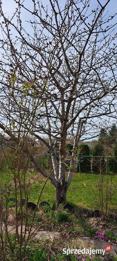 Działka ROD Kolejarz 3Maja Słupsk