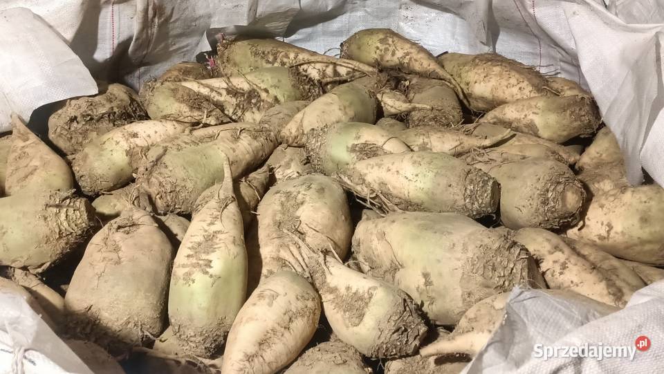 Ładny Burak pastewny biały i żółty Charsznica