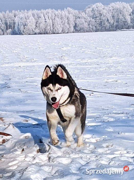 Zapowiedź miotu szczeniaczków Siberian husky z