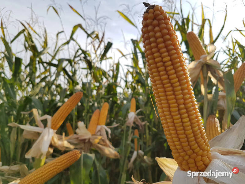 Materiał siewny kwalifikowany kukurydza IGP wielkopolskie Swarzędz
