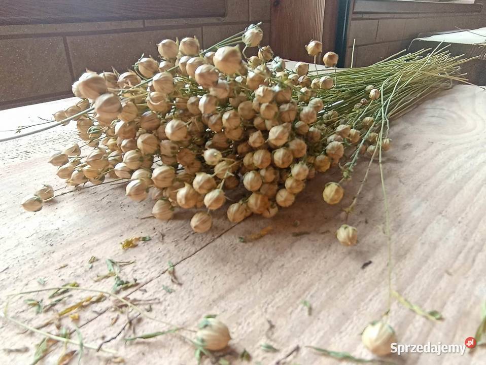 len suszony w pęczkach Krosno