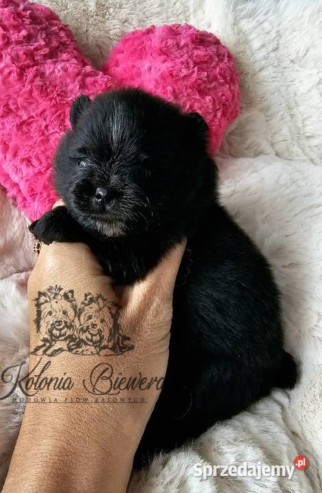 Szpic MiniaturowyPomeranian piesek czarny ze Sędziejowice