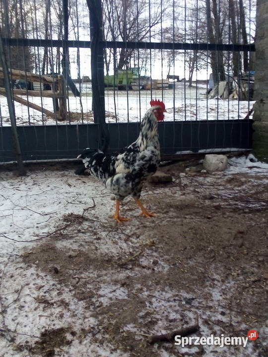 Koguty tęczanki tęczówki tenczanki Jezioro