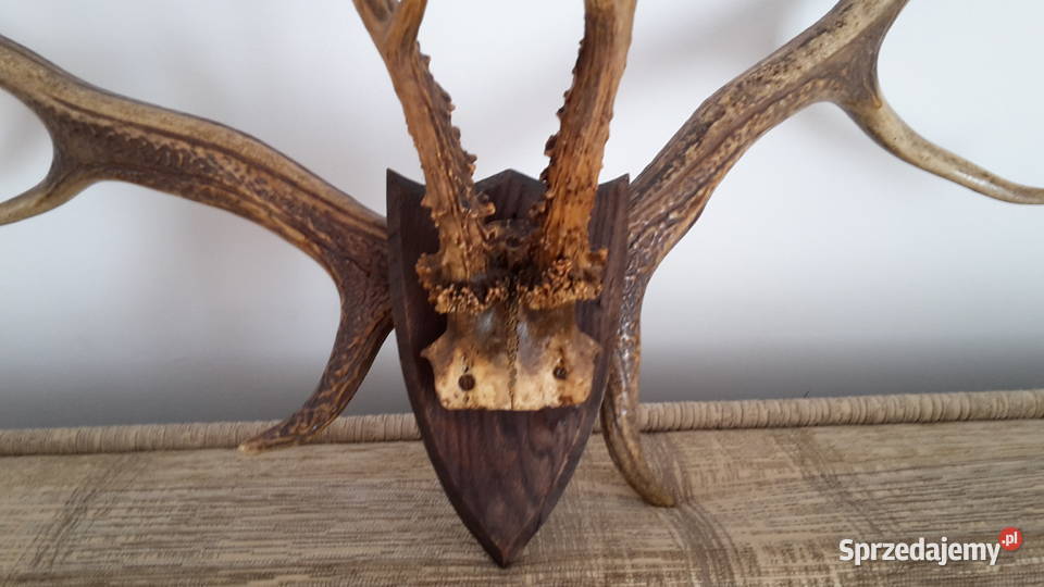 Sprzedam poroźe jelenia Pozostałe