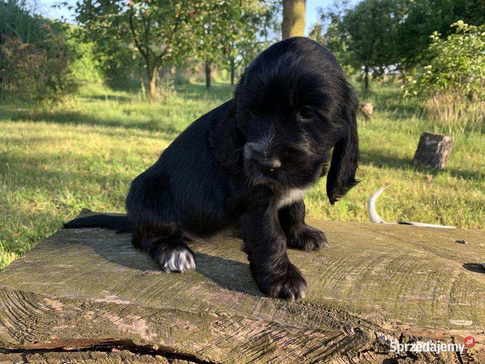 Szczeniaki cocker spaniel angielski Częstochowa sprzedam