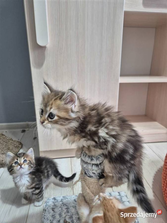 Syberyjska kotka OLIWKA rodowód FIFE FPL Stary Broniszew