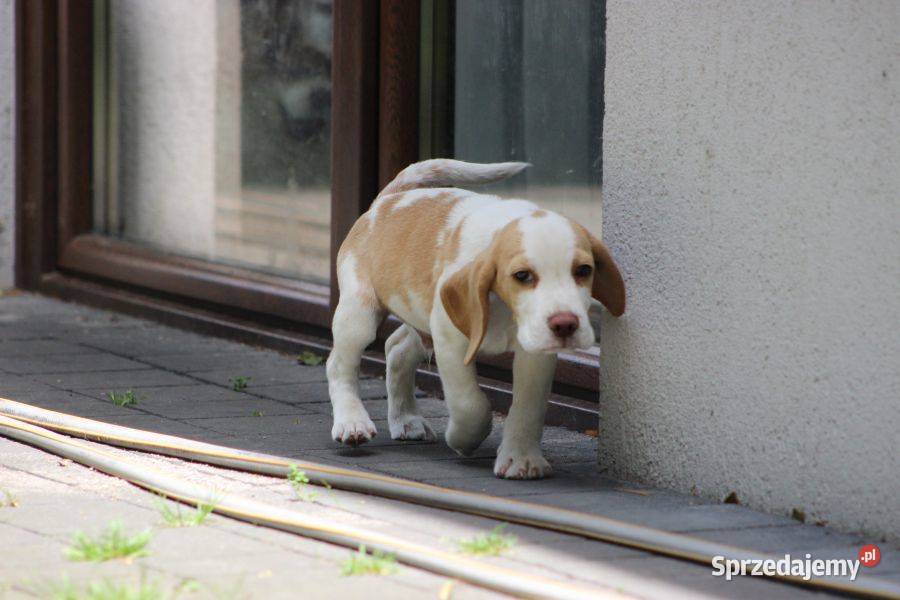 Szczeniaczek Beagle piesek Championie Polski śląskie