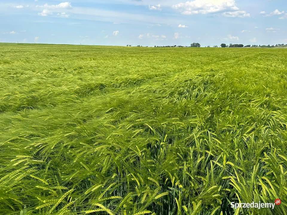 Jęczmień ozimy Laubella pierwszy centrali świętokrzyskie Oksa