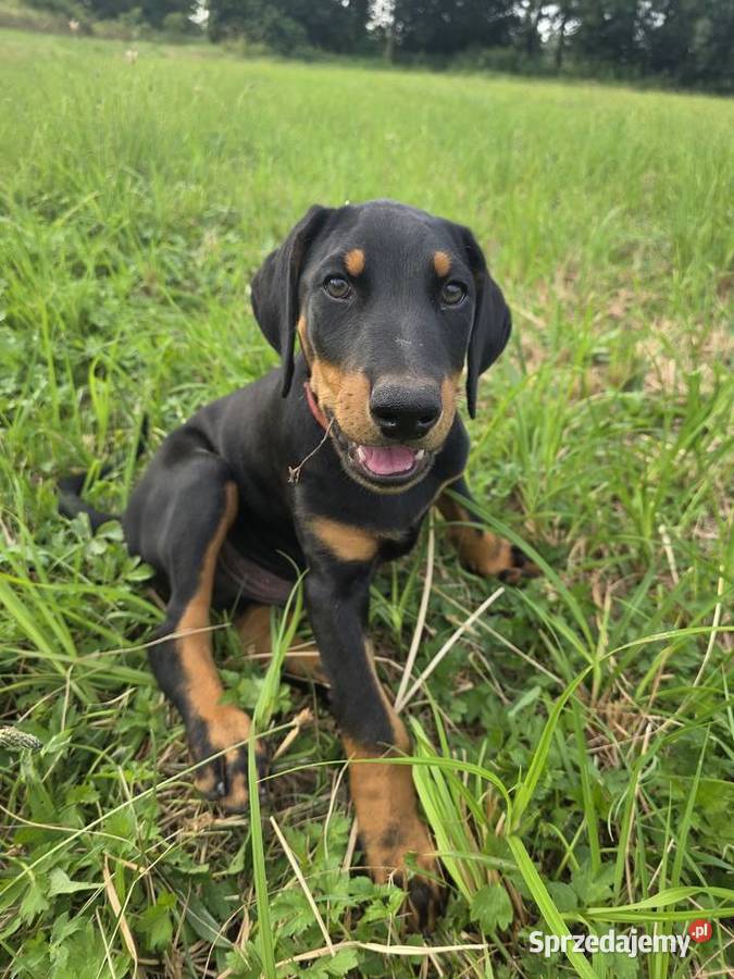 Doberman Typ Amerykański lekki Wyjątkowy samiec wielkopolskie Konin